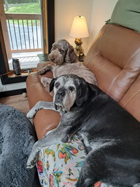 Two puppies